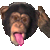 monyet